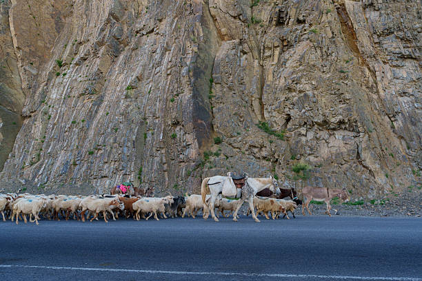 Large flock of sheep with loaded donkeys walking roadside beneath towering vertical rock face