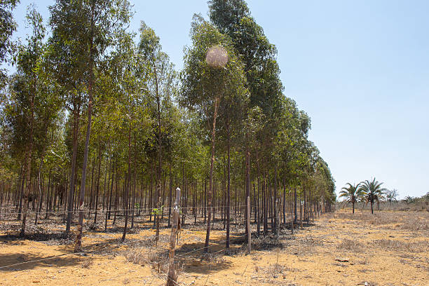 eucalyptus plantation on a sunny day