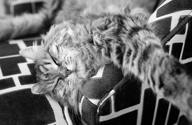 Cat is lying on chair in balcony at home.