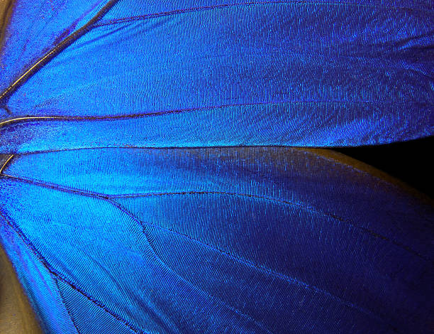 istock Wings of a butterfly Morpho texture background. 2249398145