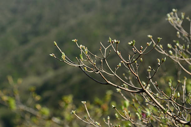 Rhododendron sobayakiense var. koreanum forming a compact alpine shrub with clustered white blossoms and small hairy leaves in Korean mountains