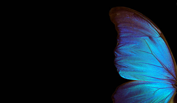 istock Wings of a butterfly Morpho texture background. Morpho butterfly. Copy space 2249398943