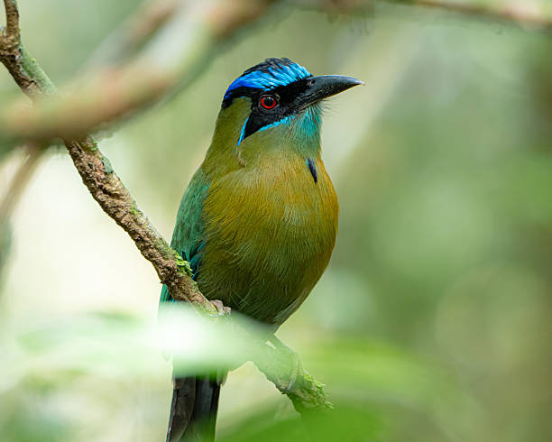 istock Lesson's Motmot in Costa Rica 2249398987