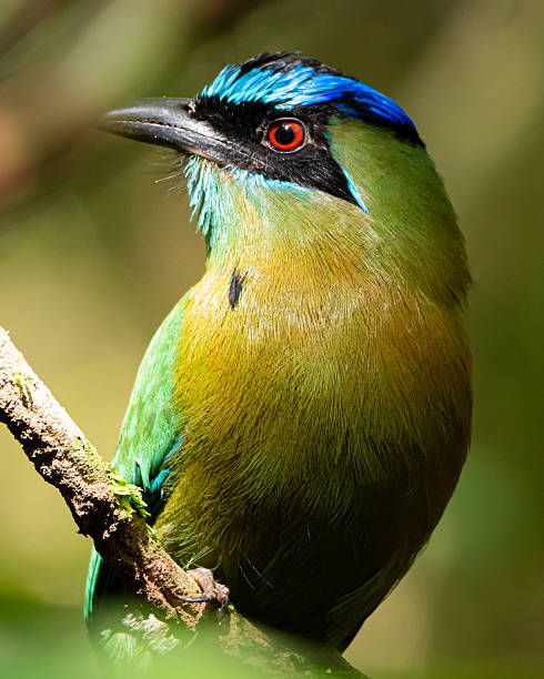 istock Lesson's Motmot in Costa Rica 2249399002