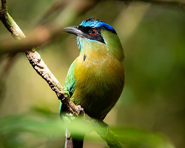 istock Lesson's Motmot in Costa Rica 2249399009