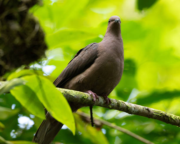 istock Short billed pigeon in Corcovado National Park 2249399014