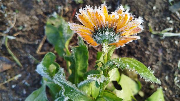 istock yellow flowers covered with cold frost 2249399077