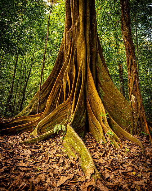 Ficus tree on the Osa Peninsula in Costa Rica