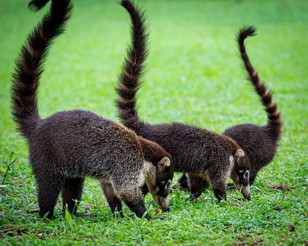 istock Coatimundis in Costa Rica 2249399212