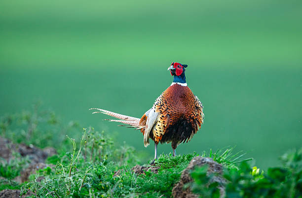 istock Pheasant, male, ring necked or Common Pheasant, Scientific name: Phasianus colchicus, in Springtime with fluffed up feathers 2249399349