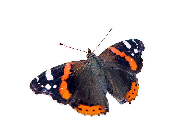 istock butterfly admiral isolated on white 2249399506