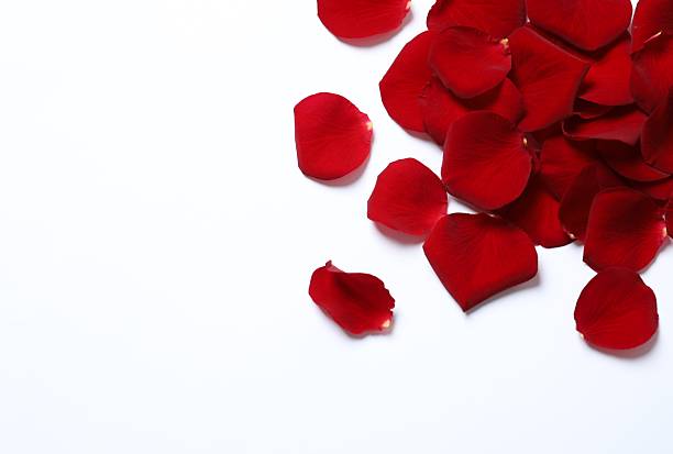 istock Top view of red rose petals on white background 2249400204