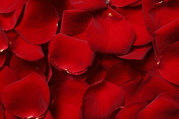 istock Close-up view of red rose petals 2249400228