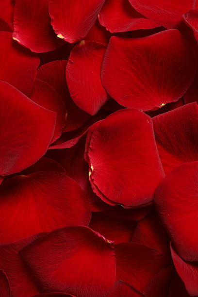 istock Close-up view of red rose petals 2249400231