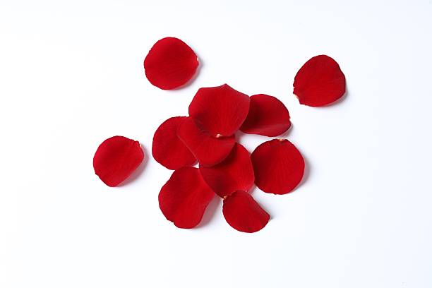 istock Red rose petals on white background 2249400267