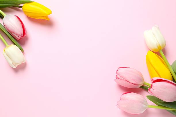 istock Beautiful fresh tulips on color background 2249400477