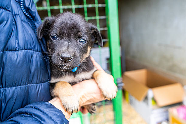 istock Puppy little dog in hands 2249401682