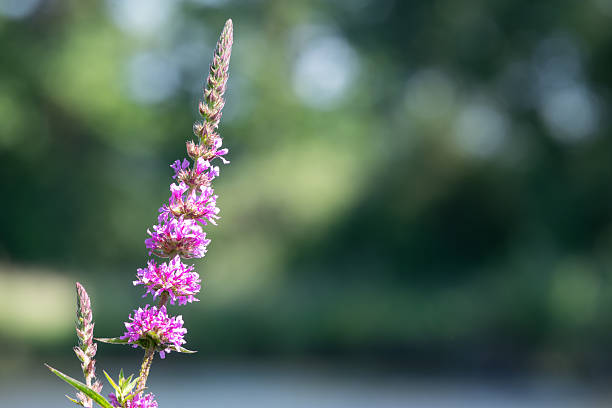 Close up of purple loosestrife (lythrum salicaria) flowers in bloom