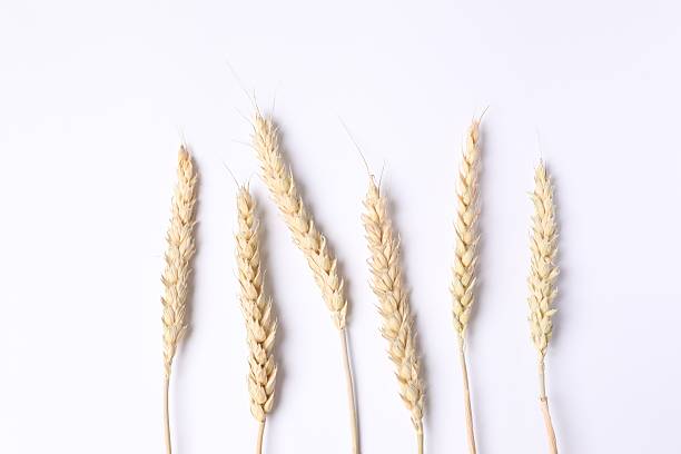 istock Ears of wheat on a white background. View from above 2249403555
