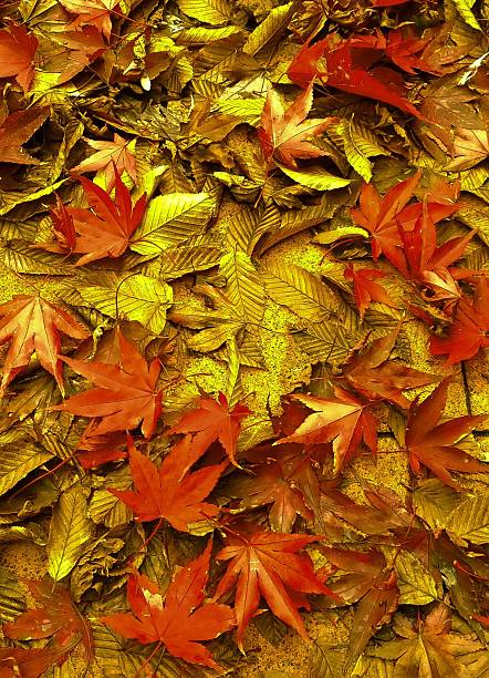 Yellow and red leaves