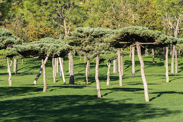 Junipers, trained on trunks with lush green crowns, grow in a park. An art installation of junipers on standard is in foreground. \