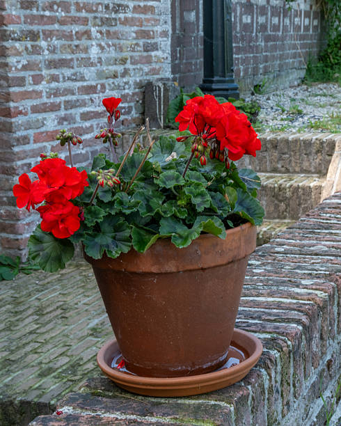 istock red begonia in pot on wall 2249408466