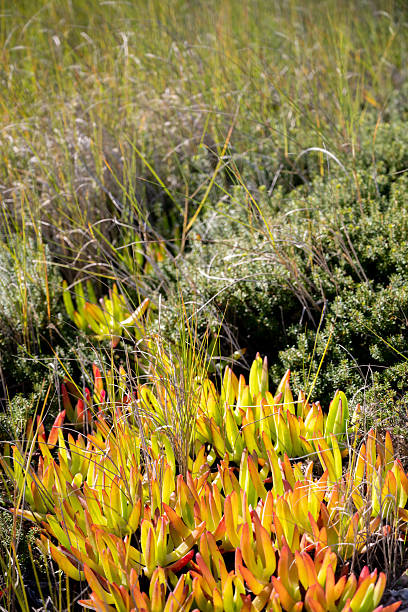istock Ice plant patches among wild coastal grasses 2249409182