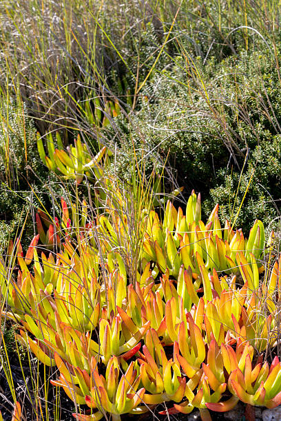 istock Ice plant ground cover in coastal dune vegetation 2249409316