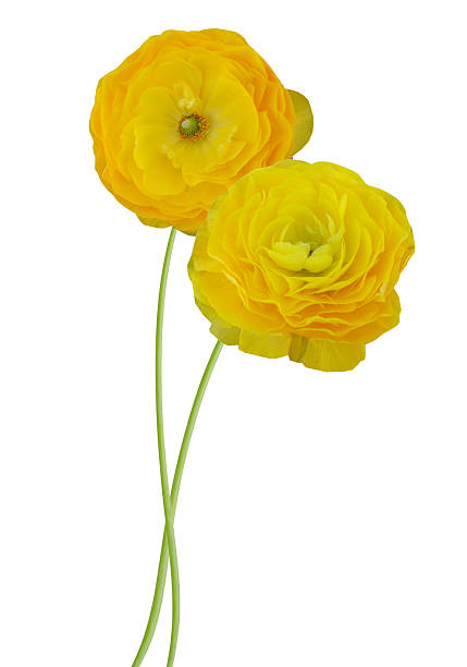 Two yellow persian buttercup flowers (Ranunculus ) isolated on white background