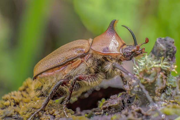 istock A brown rhinoceros beetle walking on a moss covered log 2249413150