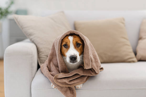 istock Funny Jack Russell Terrier dog lying under a soft blanket on a modern sofa in a bright pastel living room 2249414132