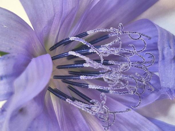 A somewhat edgy looking image of a purple daisy. This isn't your grandmother's daisy. Although, I don't actually know your grandmother,  so maybe this is right up her alley. My apologies if I messed with your Grandmother's street cred.