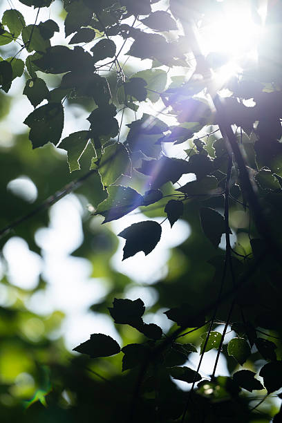 istock Southern state wetland on a sunny day in summer 2249418361