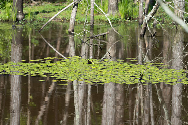 Southern state freshwater wetland on a sunny midday in summer (July). The image was captured in Big Creek, Forsyth, (near Cumming) in Georgia (USA) with a full frame mirrorless digital camera and a sharp telephoto lens. The image is part of a series of Georgia wetland.
