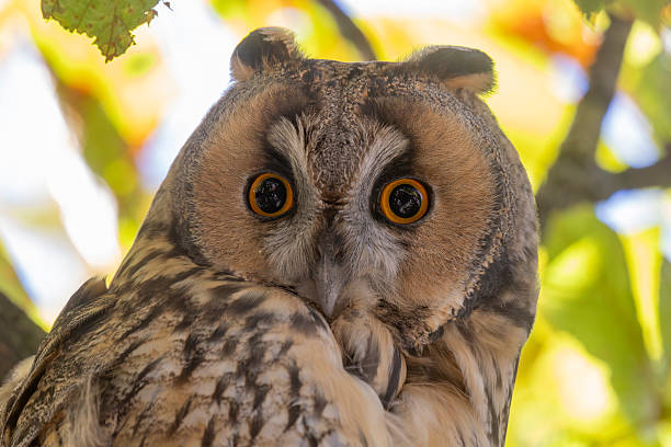 istock Long-eared owl perched in a horse chestnut tree at Brink in Baarn, Netherlands showcasing its striking features and keen eyes 2249418652