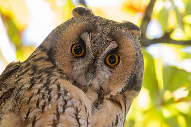 istock Long-eared owl perched in a horse chestnut tree in Baarn, Netherlands during a sunny afternoon 2249419675