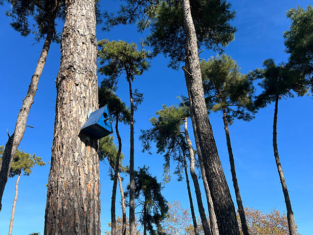 istock Blue birdhouse on pine tree in sunny forest with tall trees and clear sky 2249419848