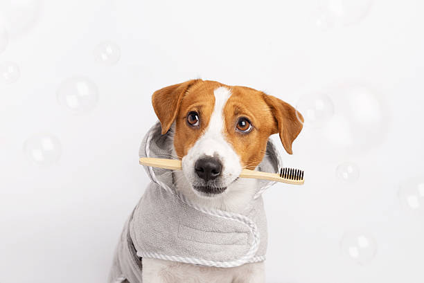 istock A cute dog wrapped in a soft bathrobe with a toothbrush in its teeth on white background 2249421509