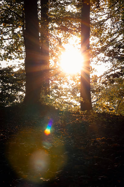Autumn in the UK, and sun streams through the golden leaves of the tree canopy.
