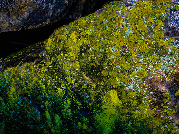 Extreme close-up of natural rock covered in vibrant lime green, yellow, and blue-green lichen and moss. The deep texture creates an abstract, high-contrast organic pattern, ideal for backgrounds.