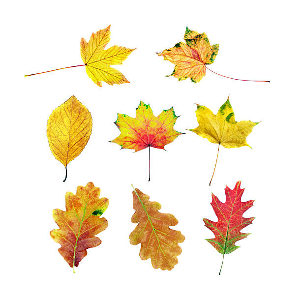 istock collection of bright autumn leaves isolated on white. 2249423578