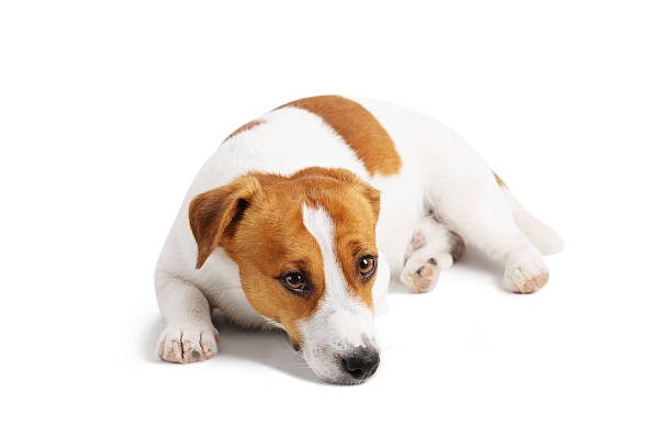 istock A sad Jack Russell Terrier dog isolated on a white background 2249424206