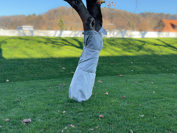 Tree Trunk Wrapped with Protective Winter Cover in Garden