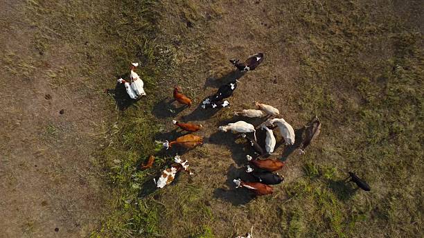 Top-Down View: Drone Approaches a Herd of Cows in a Meadow