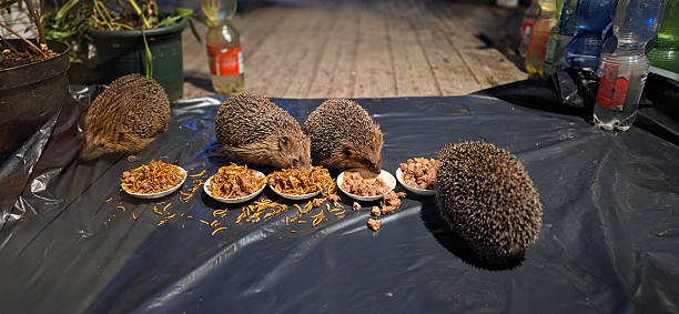 Group of hedgehogs are eating from small plates in an outdoor environment at night.