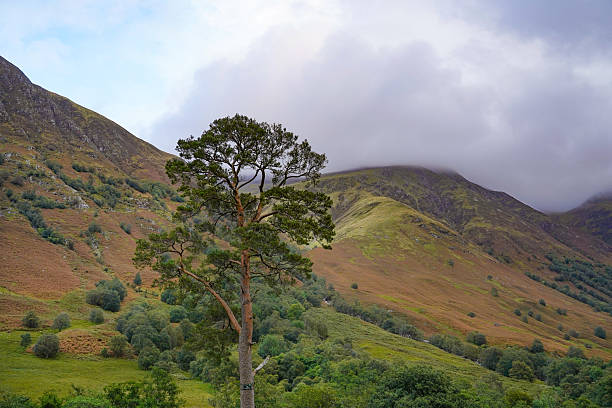 Stood at the base of Holy Loch, Dunoon in Scotland looking up to the mountains above the forest in the Highlands.