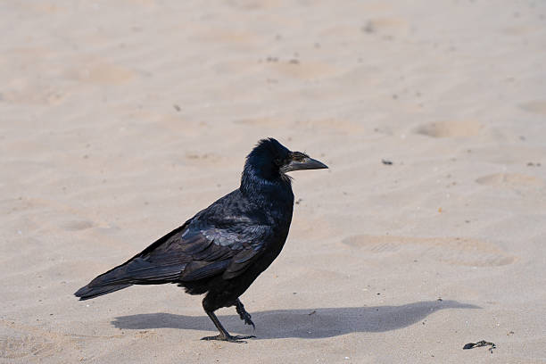 istock Close-up of a rook bird 2249427496