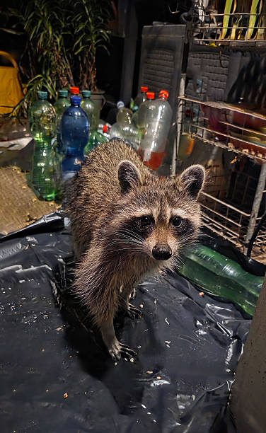 istock Raccoon exploring urban environment with plastic bottles in background 2249427822