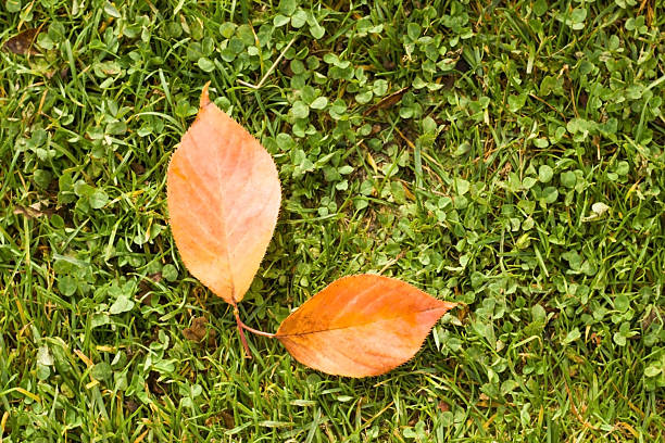 Top view of Natural,colorful autumn leaves falling on green grass,above view