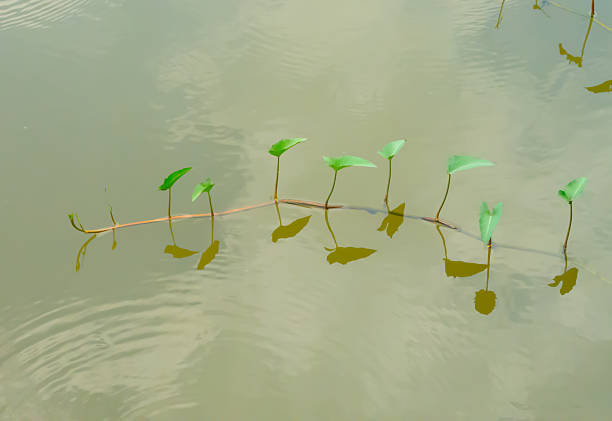 Single Water spinach (Ipomoea aquatica) vegetable floating on canal water, is a fast-growing, semi-aquatic tropical vine prized for its tender, hollow stems and arrow-shaped leaves